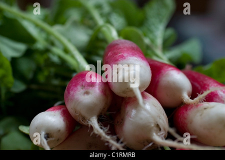 Les radis frais du jardin Banque D'Images