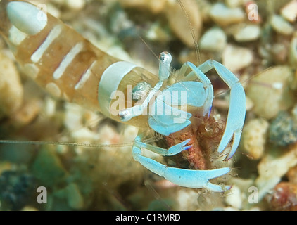 La crevette Periclimenes magnificus (magnifique), Malaisie, Redang island Banque D'Images