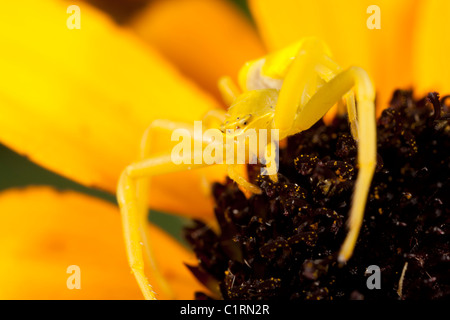 Araignée crabe jaune sur black-eyed susan Banque D'Images