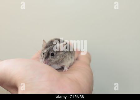 Souris dans mon Palm Banque D'Images