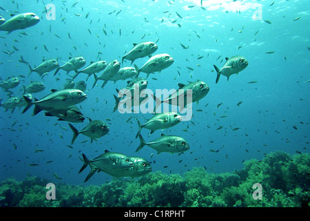 Monotaxis grandoculis (Pentapod), mer Rouge, Egipt Banque D'Images