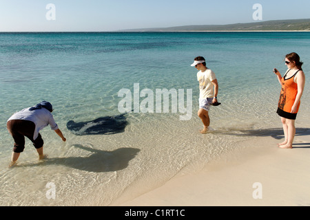 3 personnes qui interagissent avec une raie, Hamelin Bay, Augusta le sud-ouest de l'Australie Banque D'Images