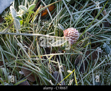 La fleur de trèfle sur fond givré de l'herbe Banque D'Images