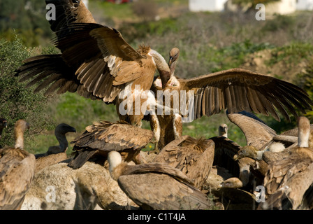 Ou Griffon vautours eurasienne à l'atterrissage sur la carcasse des horse où des dizaines d'autres sont déjà Banque D'Images