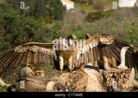 Griffon Vulture eurasien ou debout sur la carcasse des chevaux blancs avec des ailes ouvertes avec plusieurs autres autour attendant leur tour Banque D'Images