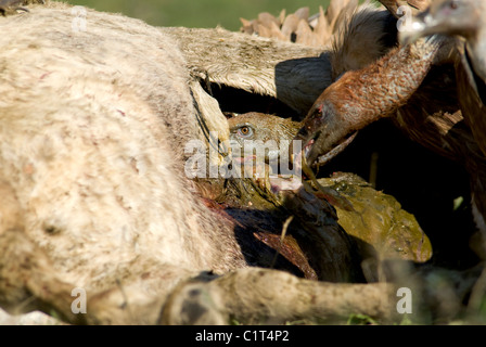 Griffon eurasiennes ou vautours qui se nourrissent de carcasse de cheval blanc Banque D'Images