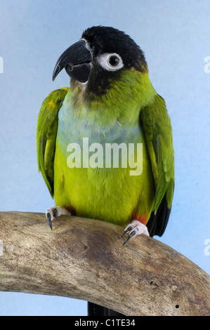 nanday Conure Banque D'Images