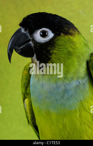 nanday Conure Banque D'Images