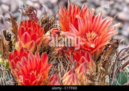 Phoenix, Arizona. Fishhook Cactus baril au Jardin botanique du désert. Banque D'Images