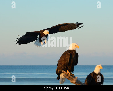 Trois Pygargues à tête blanche. Deux assis sur un tronc d'arbre, en vol avec l'aile et la queue largement répartis. Kachemak Bay, Alaska Banque D'Images