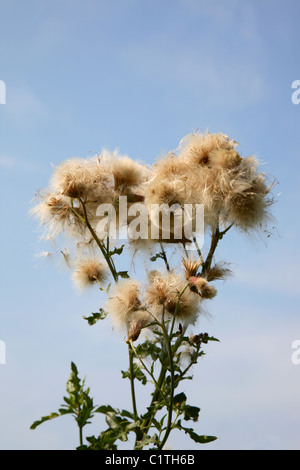 La floraison chardon des champs (Cirsium arvense) avec des fruits et de pappus contre un ciel bleu à la fin de l'été, le Danemark. Banque D'Images