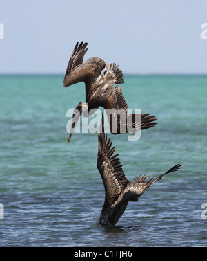 Pélican brun sous la baie Biscayne National Park Florida Banque D'Images