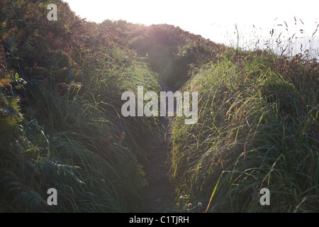 Sentier de campagne des Cornouailles Banque D'Images