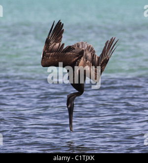 Pélican brun sous la baie Biscayne National Park Florida Banque D'Images