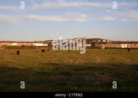 Vaches qui paissent dans la zone à la périphérie de St Just Cornwall Banque D'Images