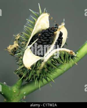 Thorn Apple (Datura stramonium) ouvrir venu seedhead montrant des graines noires Banque D'Images