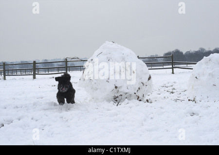 Miniature noir Schnauser avec de grandes snowball Banque D'Images