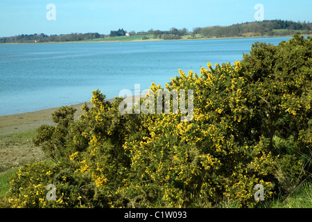 L'ajonc commun en fleur bush River Deben Sutton Suffolk Angleterre Banque D'Images