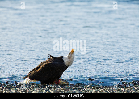 Un aigle à tête blanche pour d'autres montres comme il se nourrit d'un saumon kéta le long des rives de la rivière Chilkat, près de Haines, en Alaska. Banque D'Images