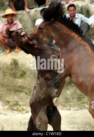 Chevaux fous et vous si les courses de taureaux à Pampelune était cruel... La population de Guangxi, Chine leur kickstart Banque D'Images