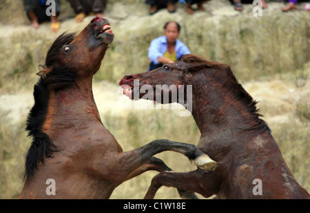 Chevaux fous et vous si les courses de taureaux à Pampelune était cruel... La population de Guangxi, Chine leur kickstart Banque D'Images