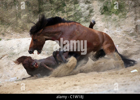 Chevaux fous et vous si les courses de taureaux à Pampelune était cruel... La population de Guangxi, Chine leur kickstart Banque D'Images