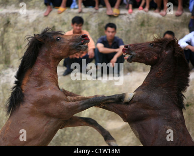 Chevaux fous et vous si les courses de taureaux à Pampelune était cruel... La population de Guangxi, Chine leur kickstart Banque D'Images