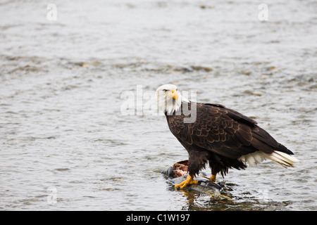 Un aigle à tête blanche pour d'autres montres comme il se nourrit d'un chum saumon de la rivière Chilkat, près de Haines, Alaska Banque D'Images