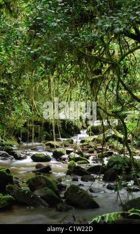 Un ruisseau dans la forêt tropicale du Parc National de Ranomafana, Madagascar. Banque D'Images