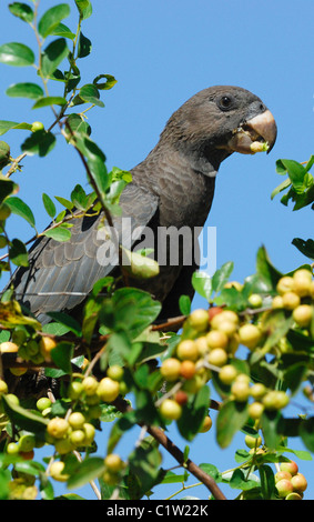 Perroquet Vasa moindre (Coracopsis nigra) se nourrissant de fruits rouges Banque D'Images