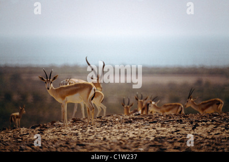 Abu Dhabi eau Sir Bani Yas Island Réserve naturelle Gazelle de sable arabe Banque D'Images