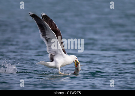 Goéland marin Great Black ; Larus marinus ; avec des poissons ; Cornwall Banque D'Images