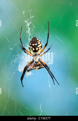 Spider Argiope aurantia, Orb, avec papillon capturé Banque D'Images