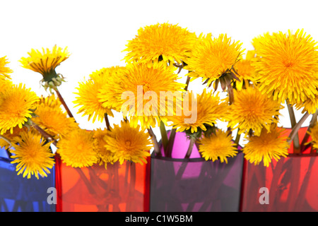 Pissenlits jaunes verre vase en couleur sur fond blanc Banque D'Images