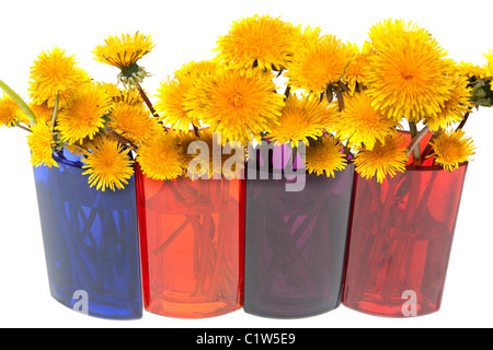 Pissenlits jaunes verre vase en couleur sur fond blanc Banque D'Images