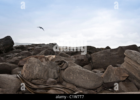 La mer sauvages Lion reposant sur des rochers. Curio Bay, le Parc Forestier de Catlins, île du Sud, Nouvelle-Zélande Banque D'Images