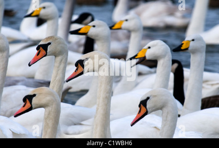 Une étude de mute et de cygnes chanteurs, Solway Firth, Ecosse Banque D'Images