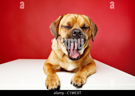 Puggle bâillement chien mais semble être sourire ou rire. Fond rouge en studio. Banque D'Images