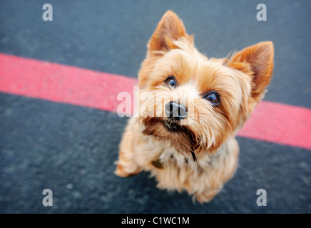 Chien yorkshire terrier sur ses pattes à la recherche jusqu'à l'appareil photo. Comité permanent sur l'asphalte noir avec une ligne rouge. Banque D'Images