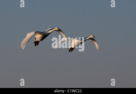 Les cygnes chanteurs venant en vol à la terre, à l'estuaire de Solway, Ecosse cygnus Banque D'Images