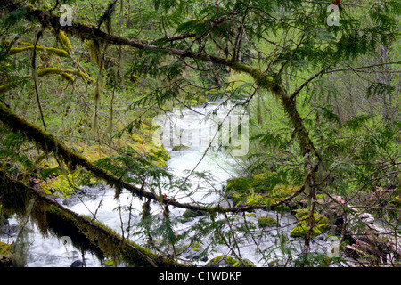 Vue de dessus de la rivière Sainte-Marie d'en haut à travers les arbres, les branches d'arbres. Roaring River coule vers l'ouest de l'Oregon Cascade Mountains Banque D'Images