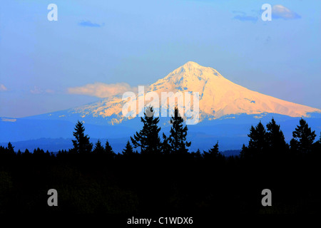 Une montagne couverte de neige d'or lointain, Mt Hood (11 240 pieds de haut), les pics sur une crête couverte d'arbres haut, contre un ciel bleu tendre. Banque D'Images