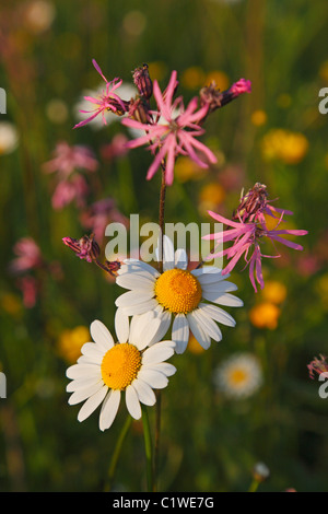 Tribunes au printemps Banque D'Images