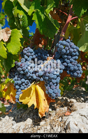 Les raisins de la vigne bleue dans la péninsule de Peljesac, Croatie. Banque D'Images