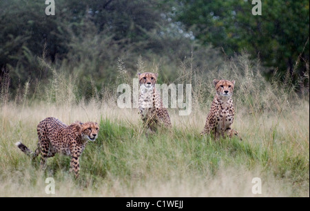 Trois jeunes guépards mâles , Acinonyx jubatus , Botswana Banque D'Images