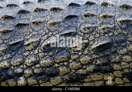 Close up de la peau d'un crocodile du Nil Crocodylus niloticus rivière Chobe Botswana Banque D'Images