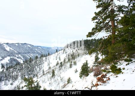 Hiver neige fraîche 40 600,03175 couvrant les chênes vert et sans feuilles mixtes de pins ponderosa éparpillés sur le flanc de canyon Banque D'Images