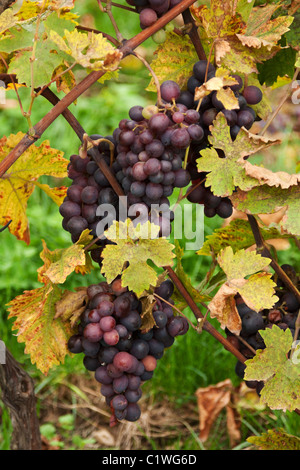 Raisin bleu grandit avec feuille jaune et de trou d'raisin Banque D'Images