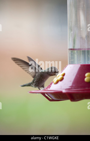 Colibri d'Anna Convoyeur au féminin Banque D'Images