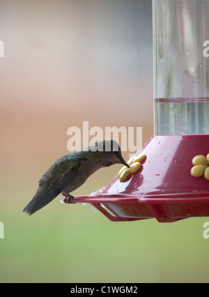 Colibri d'Anna Convoyeur au féminin Banque D'Images